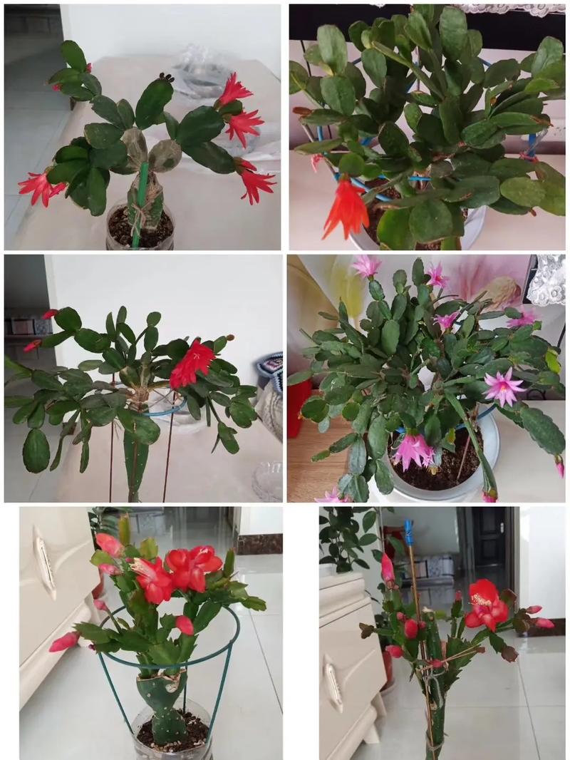 假昙花花谢后怎么管理，假昙花出花苞后要注意什么-第8张图片-优品飞百科