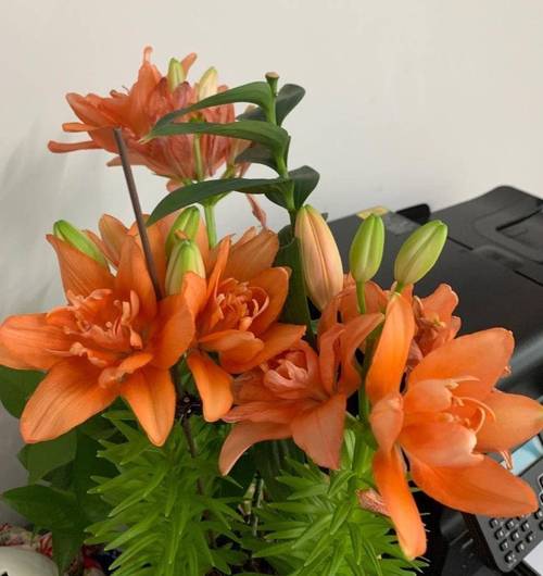 百合花开花后怎么处理，百合花开花后怎样处理？