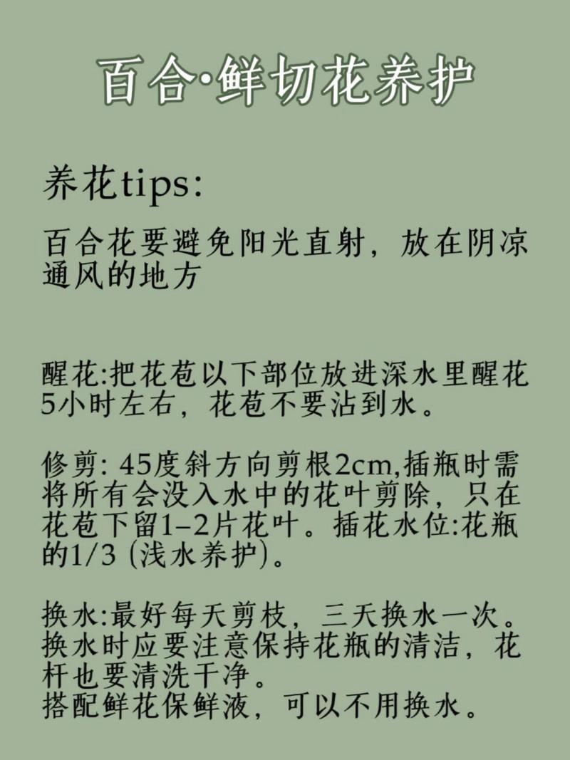 百合花开花后怎么处理,百合花开花后怎样处理?-第2张图片-优品飞百科 百合花开花后怎么处理,百合花开花后怎样处理?-第2张图片-优品飞百科