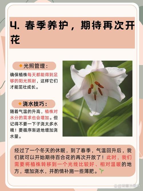 百合花开花后怎么处理,百合花开花后怎样处理?-第4张图片-优品飞百科 百合花开花后怎么处理,百合花开花后怎样处理?-第4张图片-优品飞百科