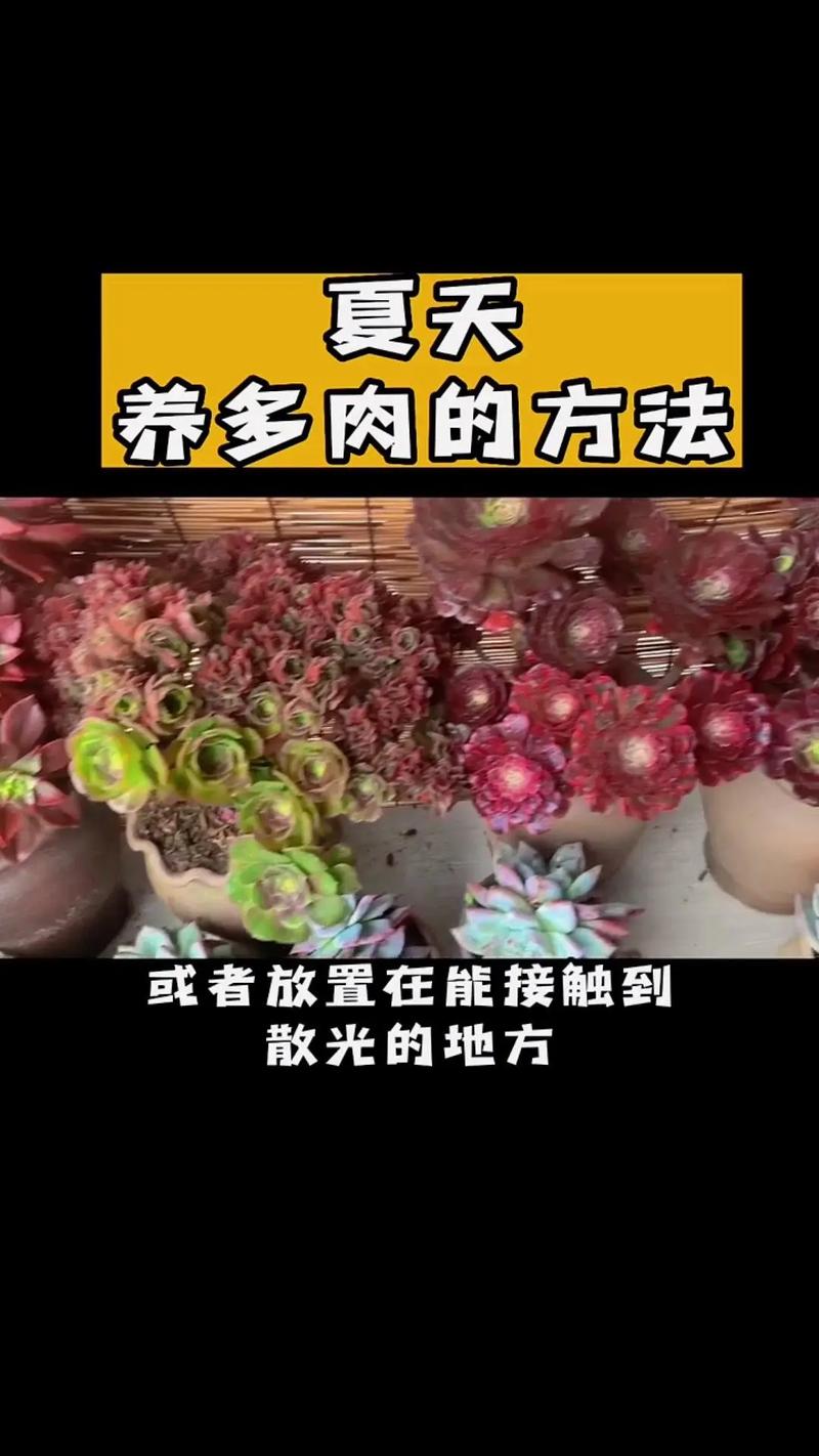 纪之川多肉怎么养？纪之川多肉开花会死吗？-第3张图片-优品飞百科