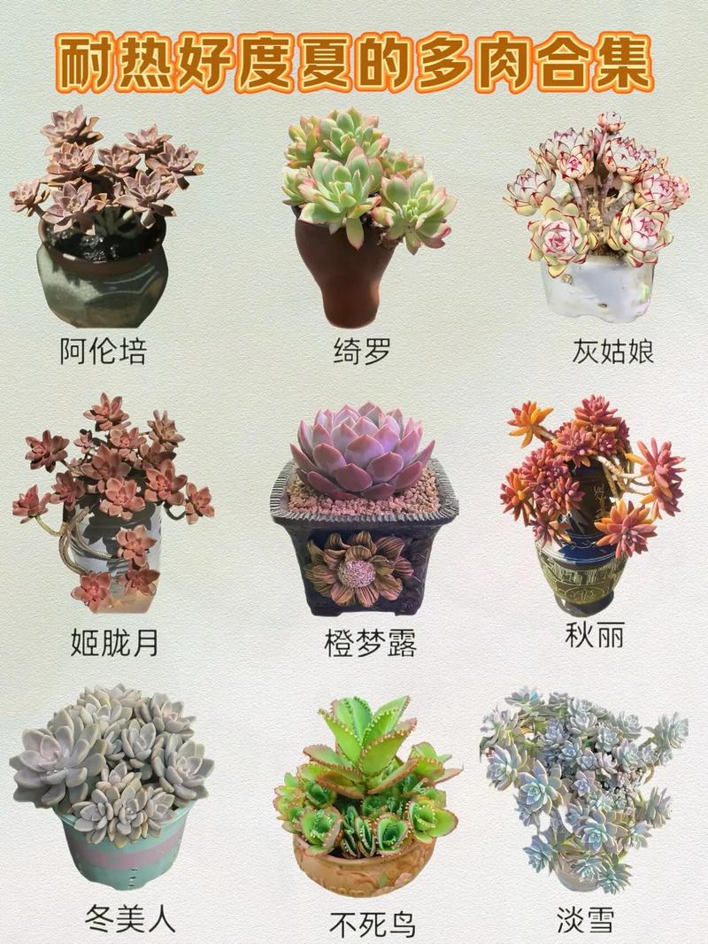 纪之川多肉怎么养？纪之川多肉开花会死吗？-第5张图片-优品飞百科
