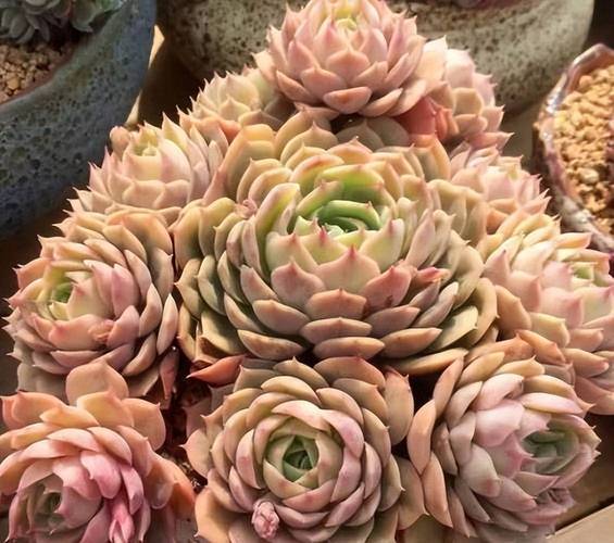 昂斯洛多肉怎么养，昂斯洛多肉容易徒长吗-第2张图片-优品飞百科