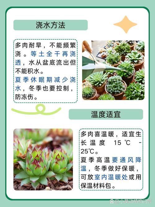 昂斯洛多肉怎么养，昂斯洛多肉容易徒长吗-第3张图片-优品飞百科