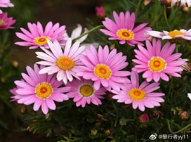 木茼蒿怎么养，木茼蒿养护