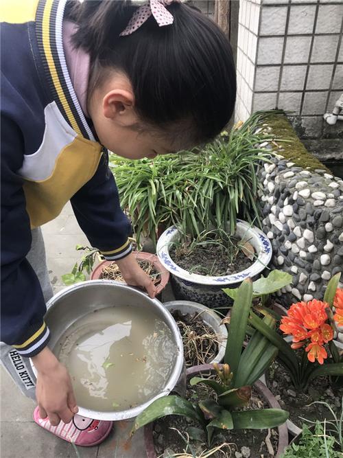 淘米水乱浇花，淘米水乱浇花会怎么样