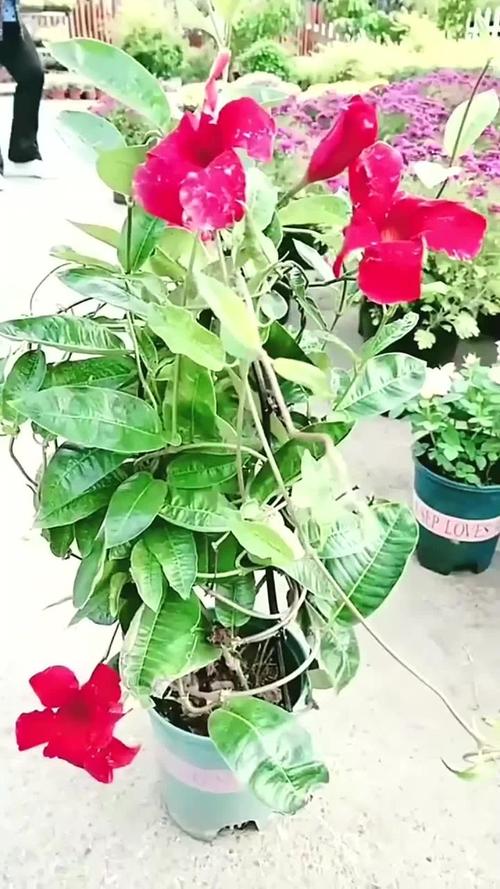 淘米水乱浇花，淘米水乱浇花会怎么样-第2张图片-优品飞百科