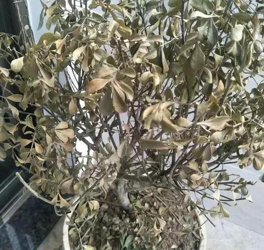 淘米水乱浇花，淘米水乱浇花会怎么样-第3张图片-优品飞百科