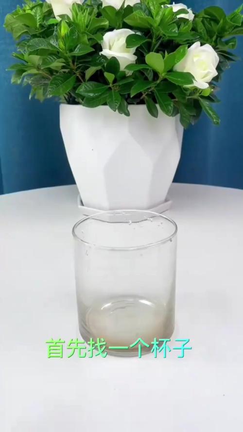 淘米水乱浇花，淘米水乱浇花会怎么样-第5张图片-优品飞百科