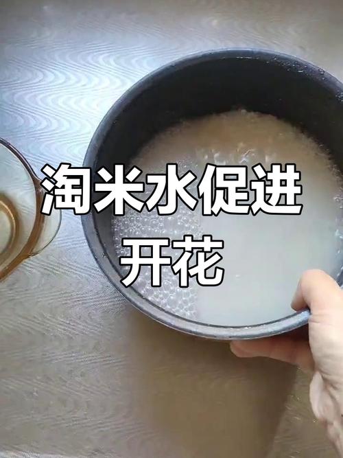 淘米水乱浇花，淘米水乱浇花会怎么样-第6张图片-优品飞百科