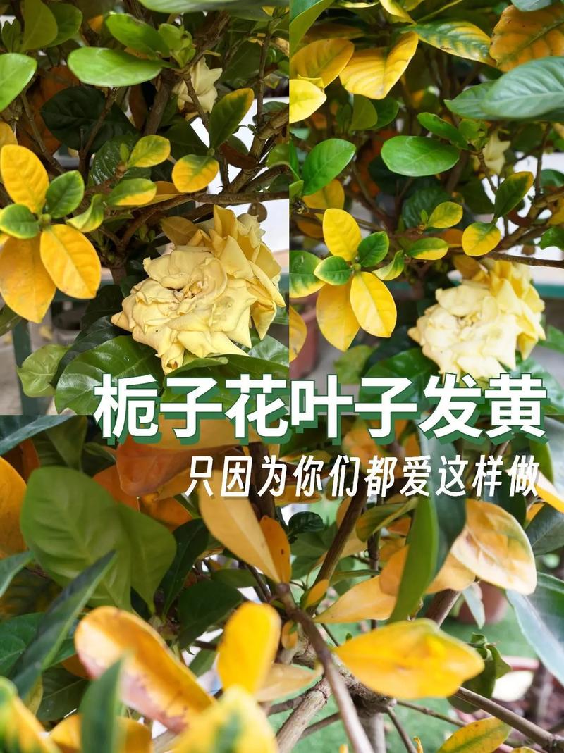 栀子花叶子干了有救吗，栀子花叶子全都干了还能救吗？