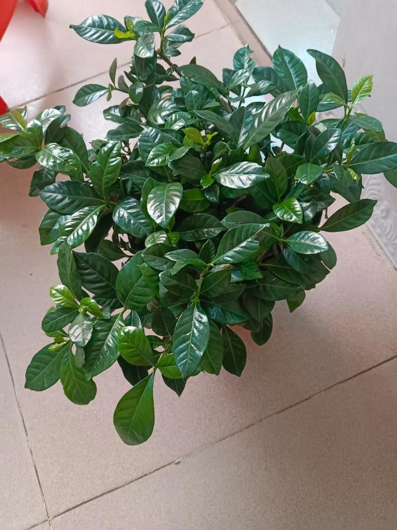 栀子花叶子干了有救吗，栀子花叶子全都干了还能救吗？-第2张图片-优品飞百科