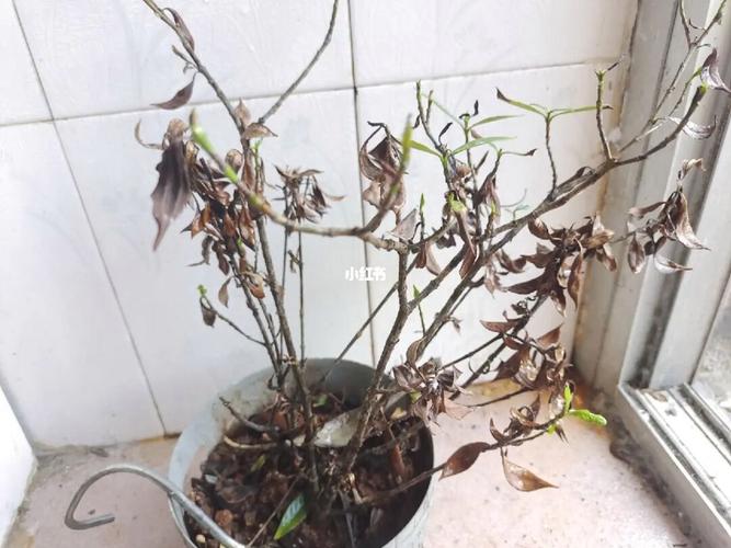 栀子花叶子干了有救吗，栀子花叶子全都干了还能救吗？-第3张图片-优品飞百科