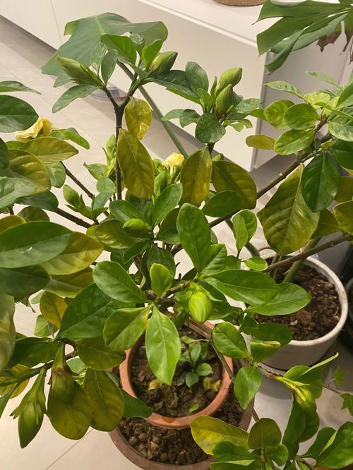 栀子花叶子干了有救吗，栀子花叶子全都干了还能救吗？-第5张图片-优品飞百科