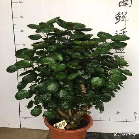 钱兜树剪枝方法，钱兜树怎么剪枝