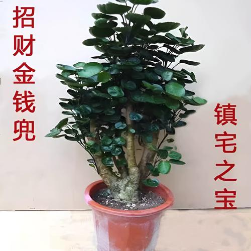 钱兜树剪枝方法,钱兜树怎么剪枝-第2张图片-优品飞百科 钱兜树剪枝方法,钱兜树怎么剪枝-第2张图片-优品飞百科
