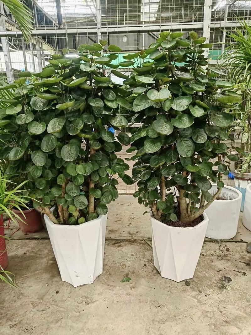 钱兜树剪枝方法,钱兜树怎么剪枝-第3张图片-优品飞百科 钱兜树剪枝方法,钱兜树怎么剪枝-第3张图片-优品飞百科
