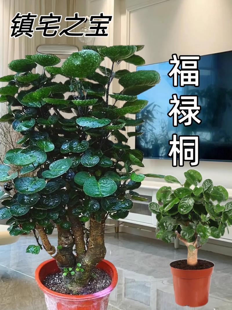 钱兜树剪枝方法,钱兜树怎么剪枝-第4张图片-优品飞百科 钱兜树剪枝方法,钱兜树怎么剪枝-第4张图片-优品飞百科