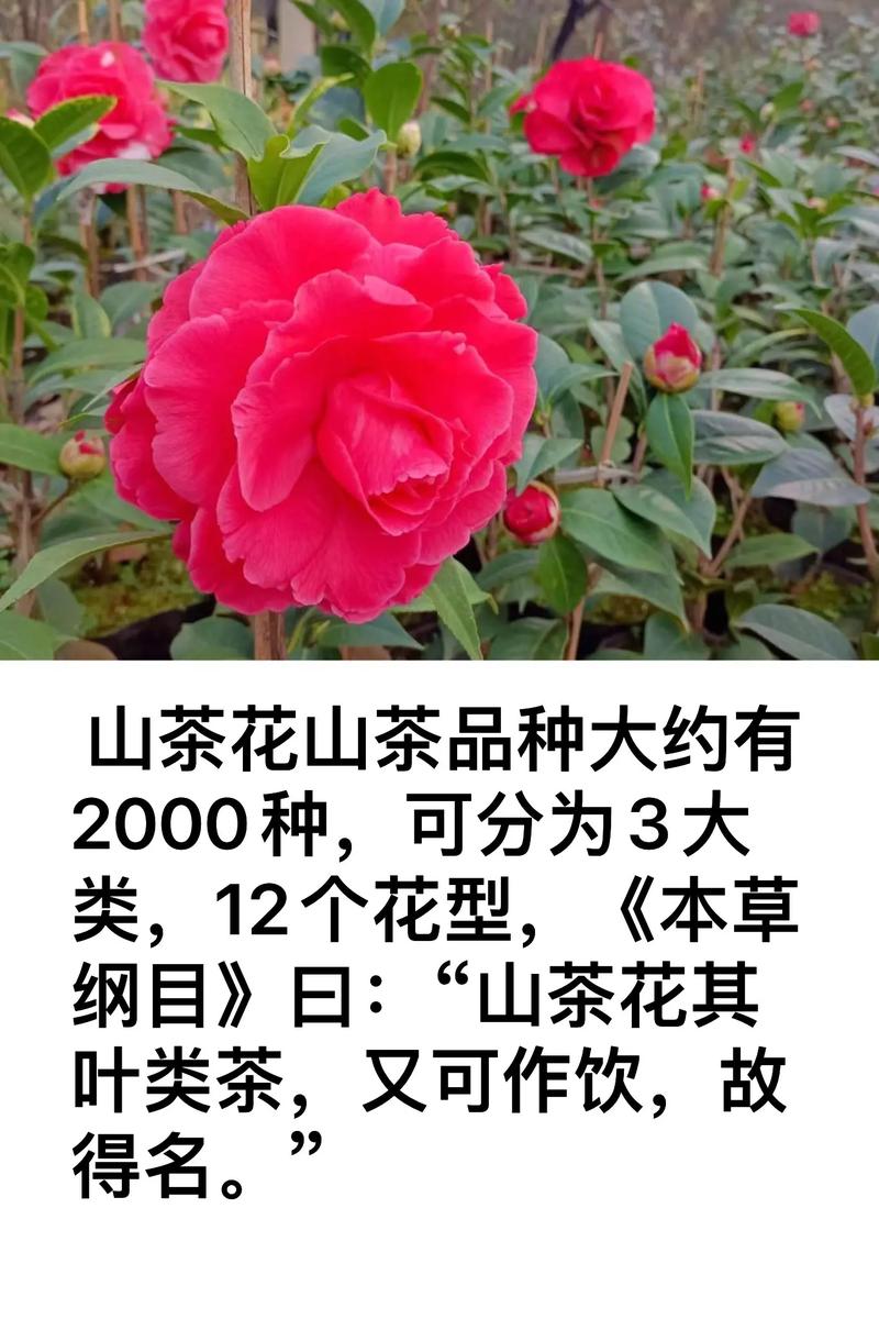 山茶花冬天养殖的禁忌？山茶花在冬季还能活吗?？-第4张图片-优品飞百科