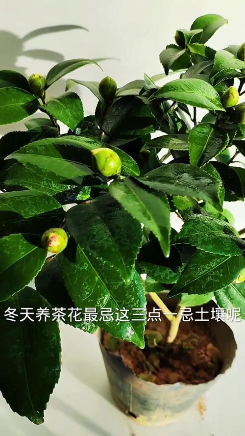 山茶花冬天养殖的禁忌？山茶花在冬季还能活吗?？-第5张图片-优品飞百科
