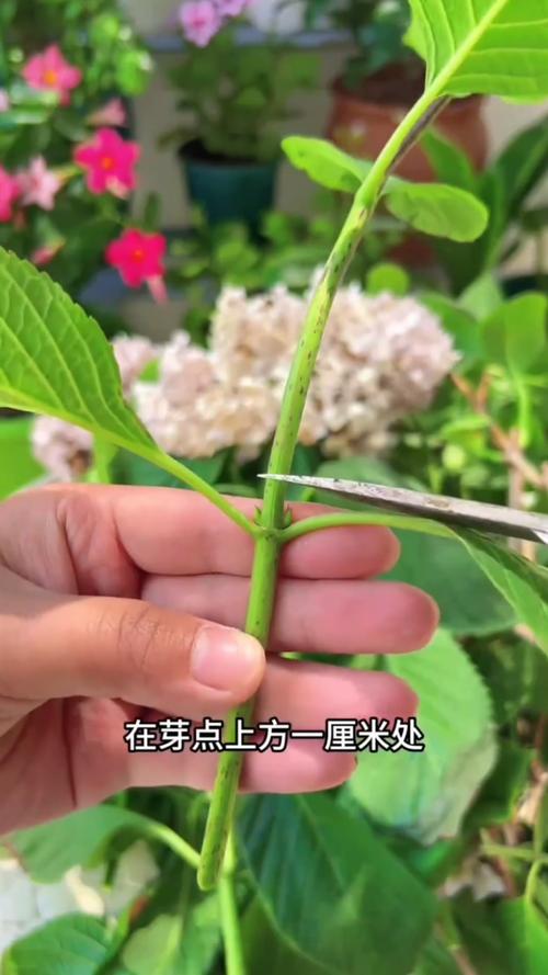 绣球花扦插时间和方法，绣球花的扦插？