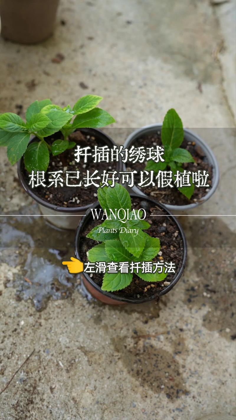 绣球花扦插时间和方法，绣球花的扦插？-第5张图片-优品飞百科