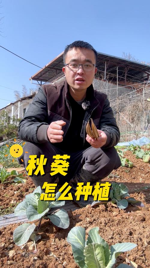 秋葵的种植技术与管理，秋葵的种植方法与时间