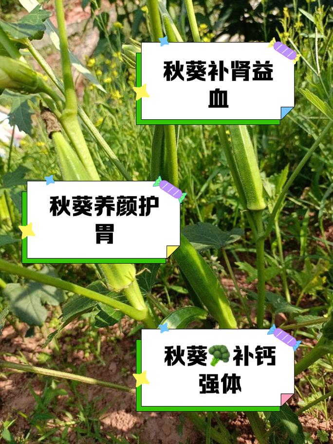 秋葵的种植技术与管理，秋葵的种植方法与时间-第4张图片-优品飞百科