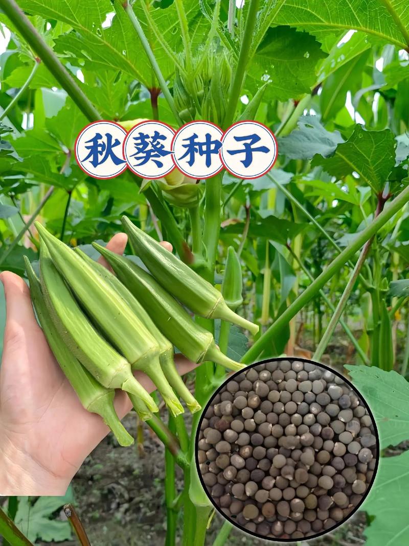 秋葵的种植技术与管理，秋葵的种植方法与时间-第6张图片-优品飞百科