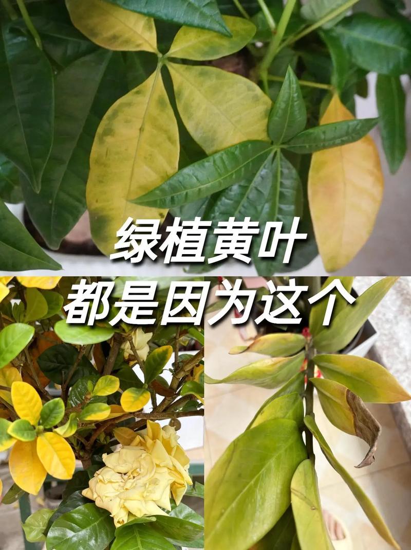 绿萝“黄叶”别着急？绿萝黄叶图片？-第3张图片-优品飞百科