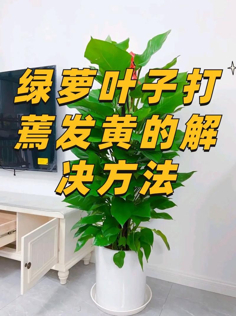 绿萝“黄叶”别着急？绿萝黄叶图片？-第5张图片-优品飞百科
