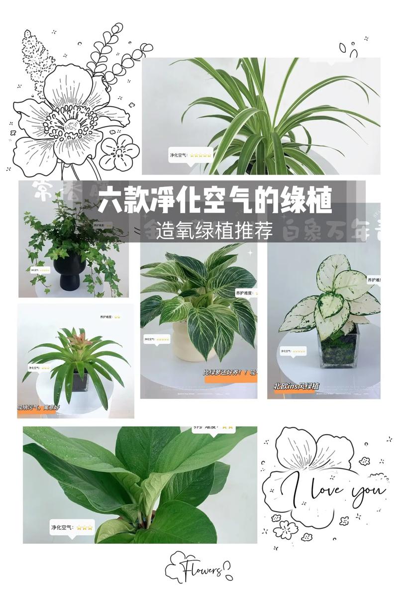 常春藤夏天怎么养?常春藤夏季怎么浇水?-第5张图片-优品飞百科 常春藤夏天怎么养?常春藤夏季怎么浇水?-第5张图片-优品飞百科