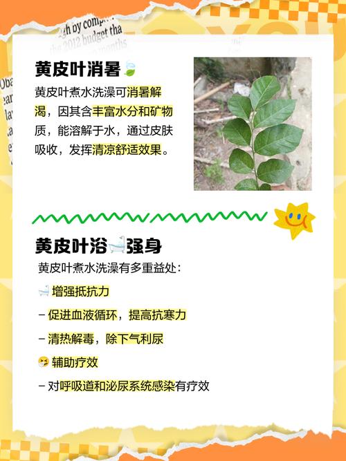 水黄皮的繁殖方式，黄皮 水