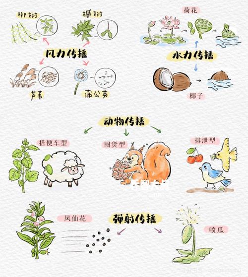 水黄皮的繁殖方式，黄皮 水-第2张图片-优品飞百科