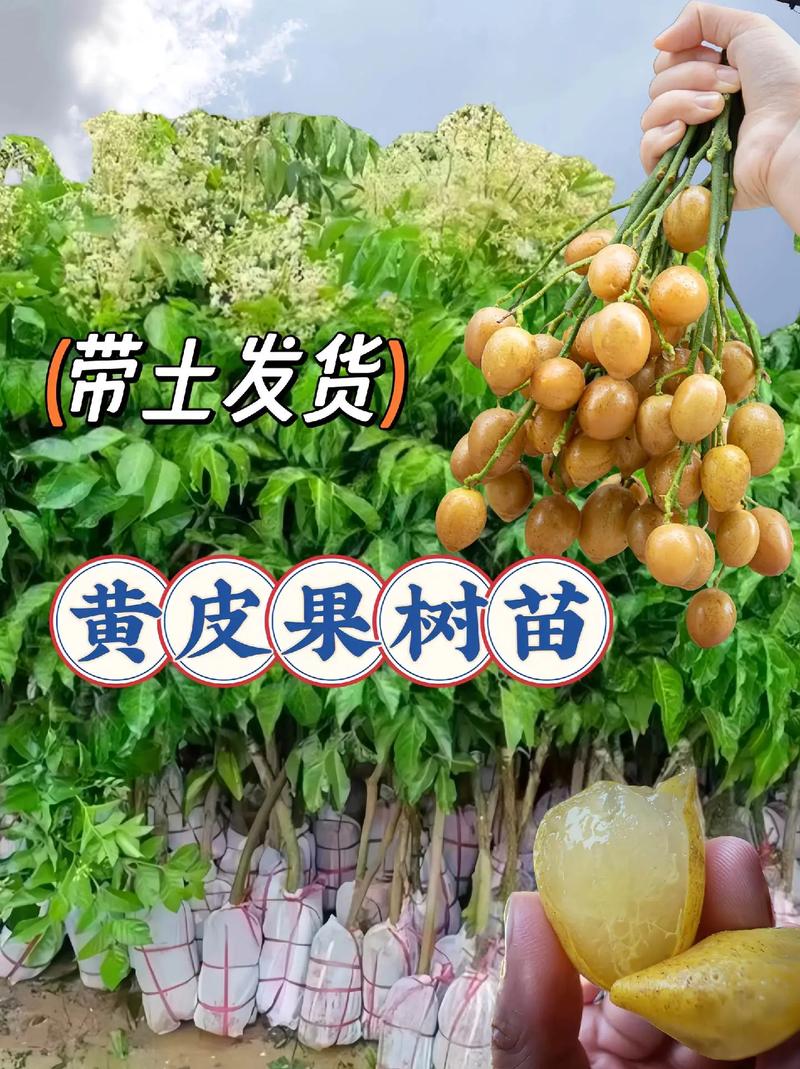 水黄皮的繁殖方式，黄皮 水-第5张图片-优品飞百科