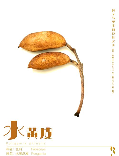 水黄皮的繁殖方式，黄皮 水-第6张图片-优品飞百科