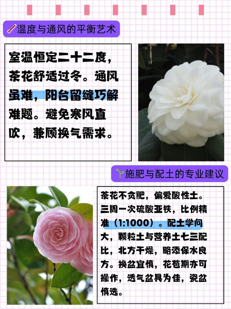 茶花如何养护叶子才能变大，茶花怎么养叶子绿油油？