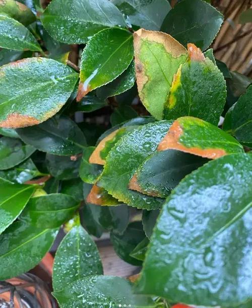 茶花如何养护叶子才能变大，茶花怎么养叶子绿油油？-第2张图片-优品飞百科