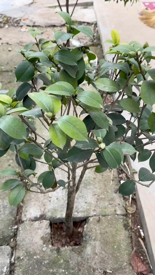 茶花如何养护叶子才能变大，茶花怎么养叶子绿油油？-第3张图片-优品飞百科