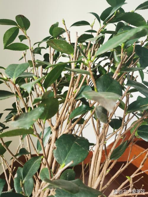 茶花如何养护叶子才能变大，茶花怎么养叶子绿油油？-第4张图片-优品飞百科
