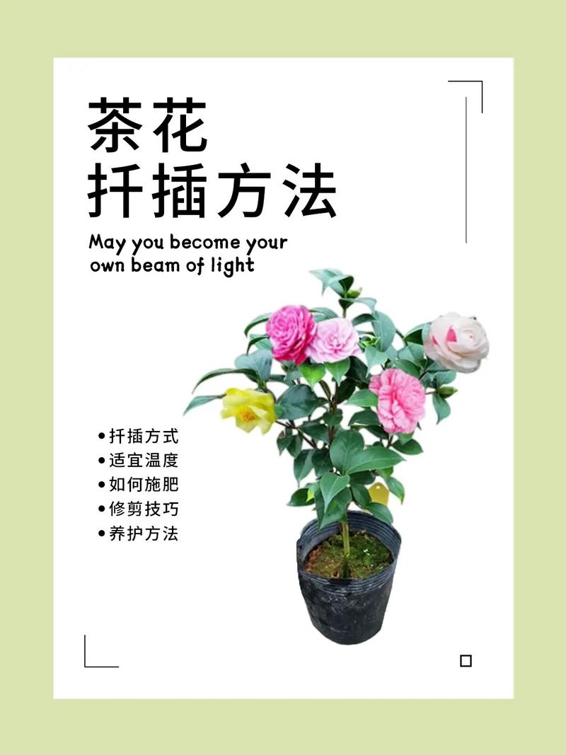 茶花如何养护叶子才能变大，茶花怎么养叶子绿油油？-第7张图片-优品飞百科