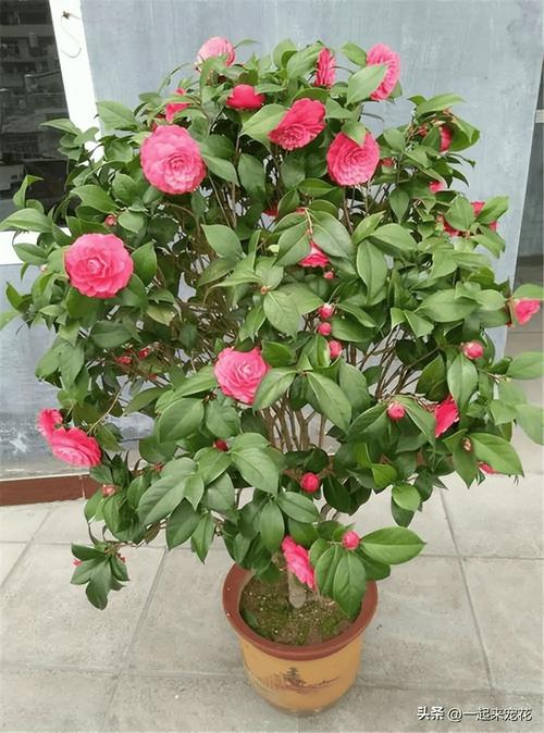 茶花如何养护叶子才能变大，茶花怎么养叶子绿油油？-第6张图片-优品飞百科