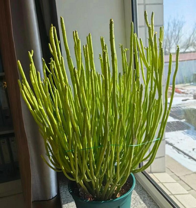 珊瑚豆的养殖方法，珊瑚豆怎么养成老桩？