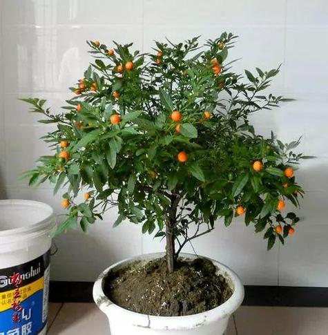 珊瑚豆的养殖方法，珊瑚豆怎么养成老桩？-第5张图片-优品飞百科