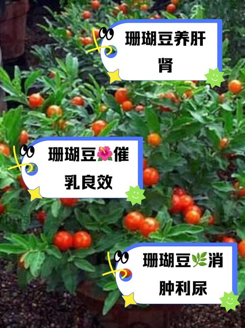 珊瑚豆的养殖方法，珊瑚豆怎么养成老桩？-第6张图片-优品飞百科