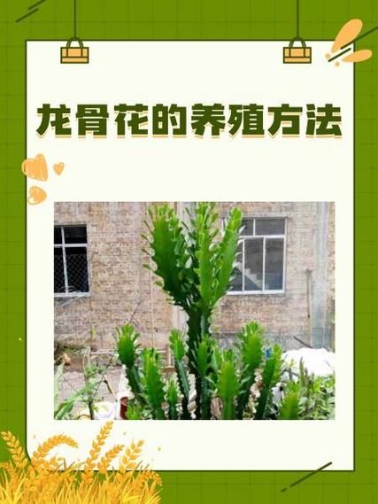 龙骨花怎么繁殖，龙骨花怎么繁殖?龙骨花的扦插方法-第2张图片-优品飞百科