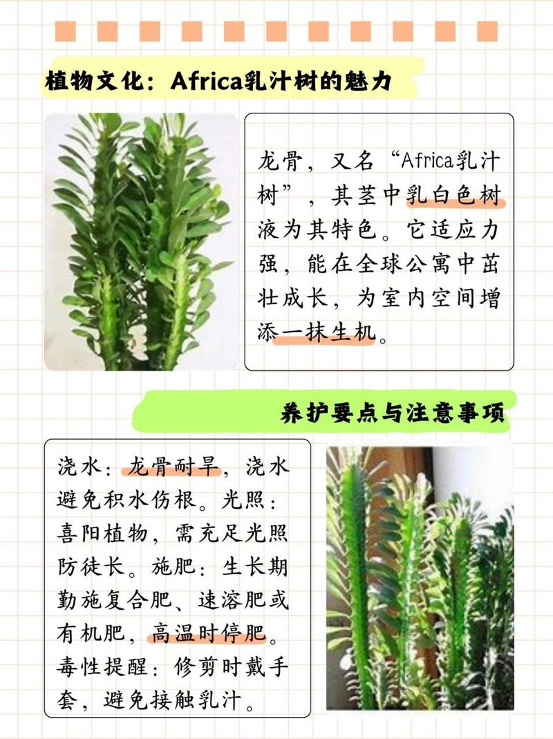龙骨花怎么繁殖，龙骨花怎么繁殖?龙骨花的扦插方法-第4张图片-优品飞百科