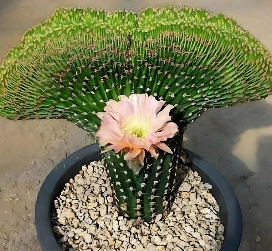 龙骨花怎么繁殖，龙骨花怎么繁殖?龙骨花的扦插方法-第3张图片-优品飞百科