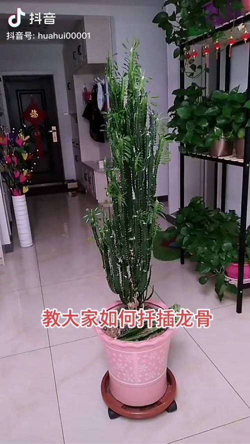 龙骨花怎么繁殖，龙骨花怎么繁殖?龙骨花的扦插方法-第5张图片-优品飞百科
