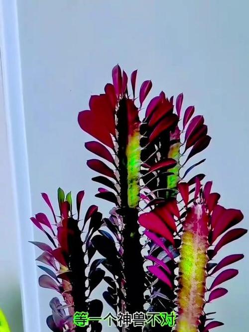 龙骨花怎么繁殖，龙骨花怎么繁殖?龙骨花的扦插方法-第6张图片-优品飞百科